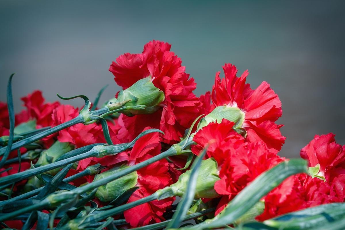 Claveles. En la última campaña se rondaron en la Comunidad Autónoma andaluza los 538,2 millones de flores.