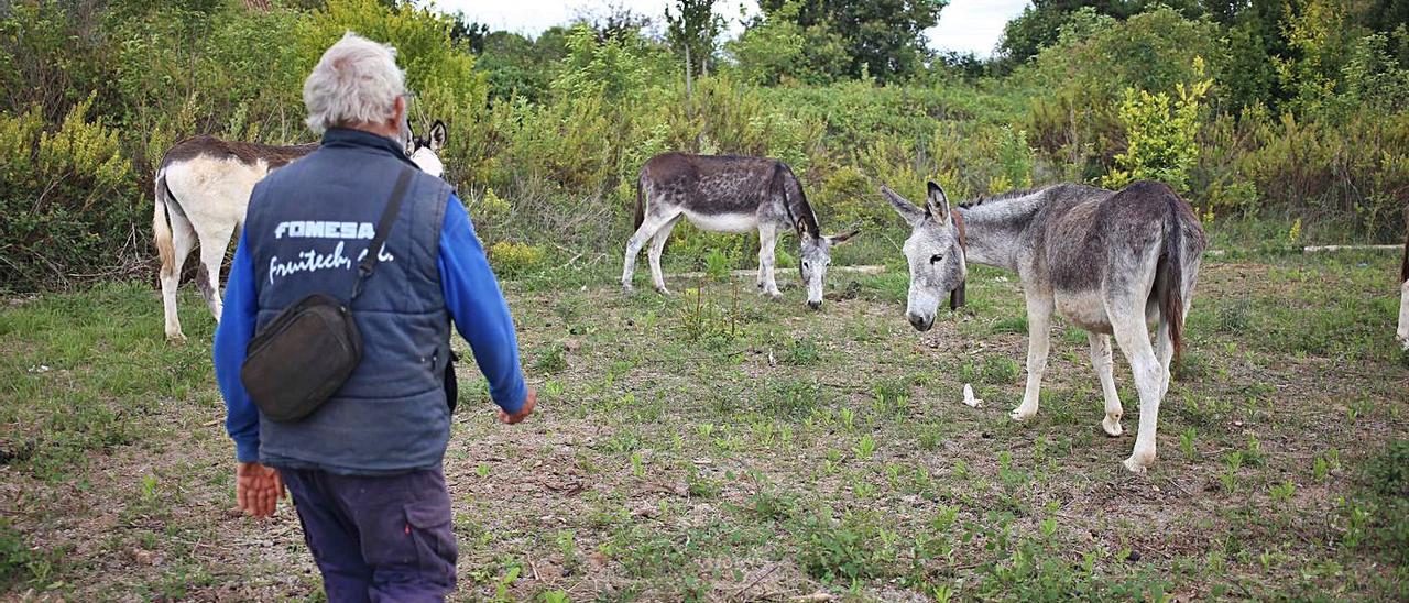 Algunos de las burros participantes en el proyecto en el Desert, que ya están de vuelta en la finca de su propietario.