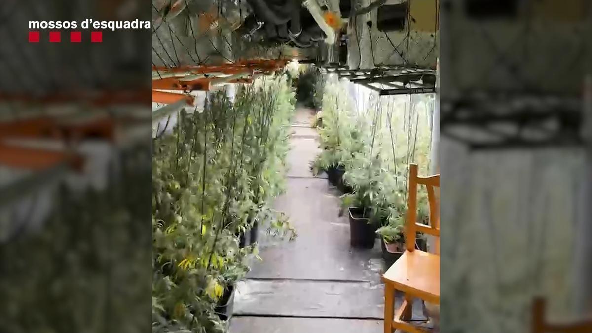Els Mossos d’Esquadra detenen quatre persones per cultivar marihuana a Sant Esteve Sesrovires i Piera