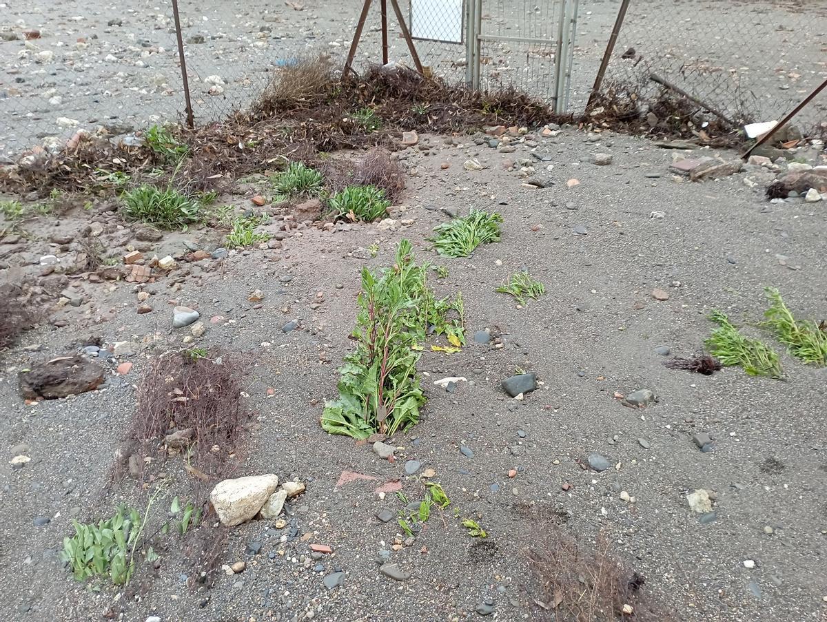 Detalle de las plantas que no han sido sepultadas por la arena, en la zona más alejada de la orilla.