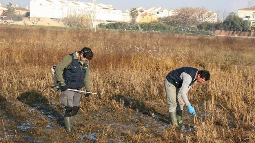 Almassora adelanta la fumigación contra los  mosquitos