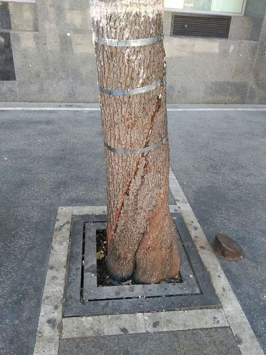 Les 'ferides' de l'arbre atropellat a Manresa