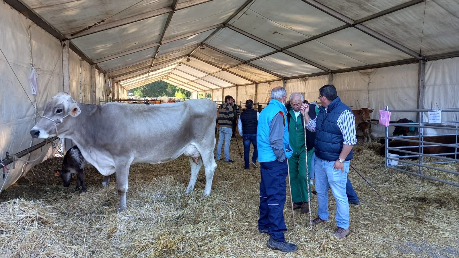 Así fue la feria de Santa Teresa en Piloña: mucha participación pero precios bajos