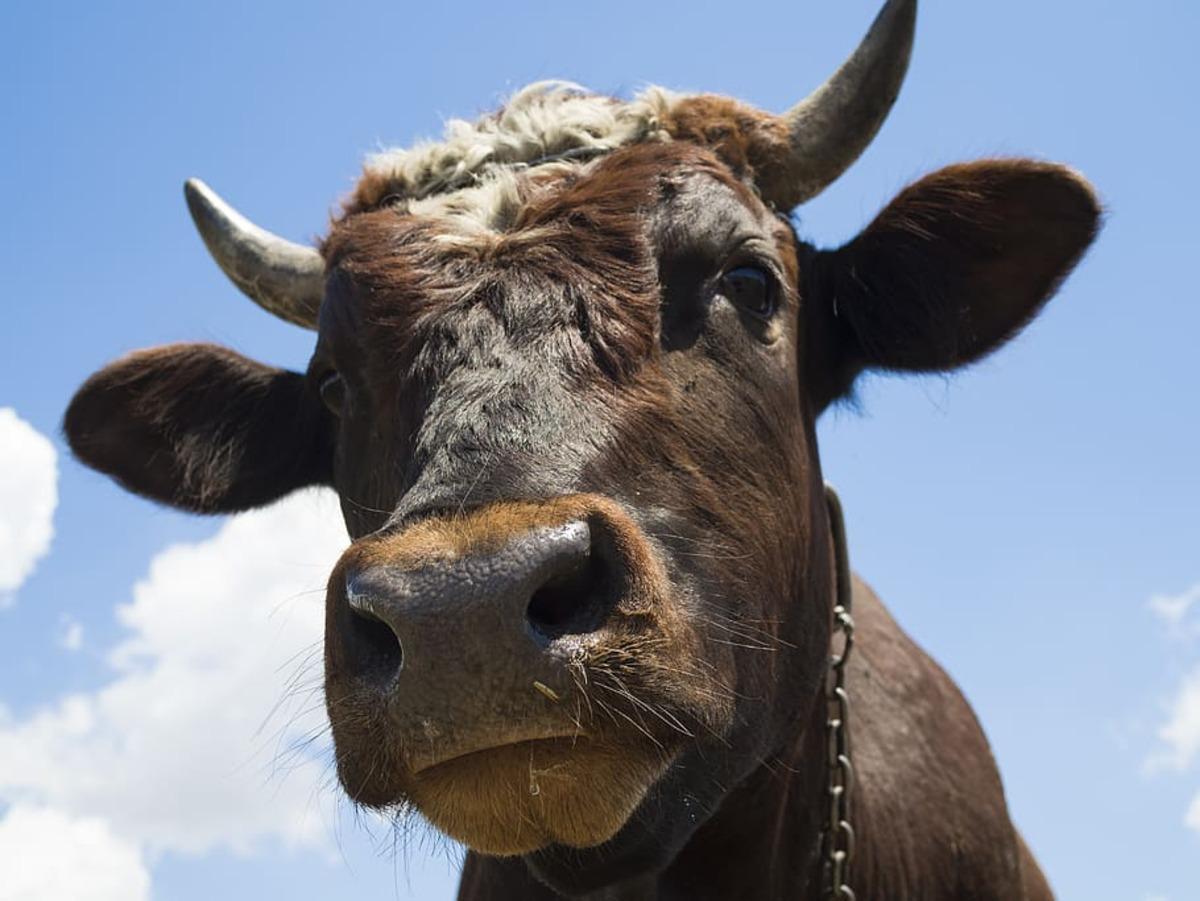 Primer plano de un toro