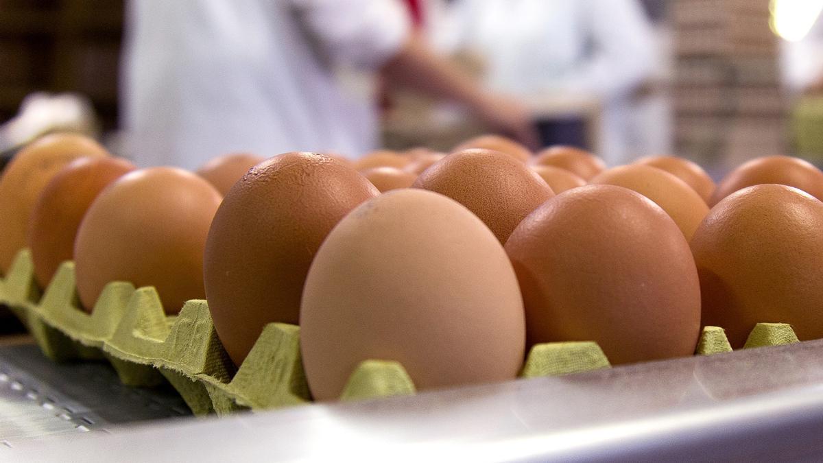 Las 13 curiosidades sobre los huevos que no sabías y te ayudarán a  consumirlos mejor - La Nueva España