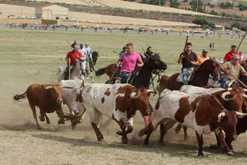 Suelta de vaquillas en las fiestas de La Visitación en Fuentesaúco