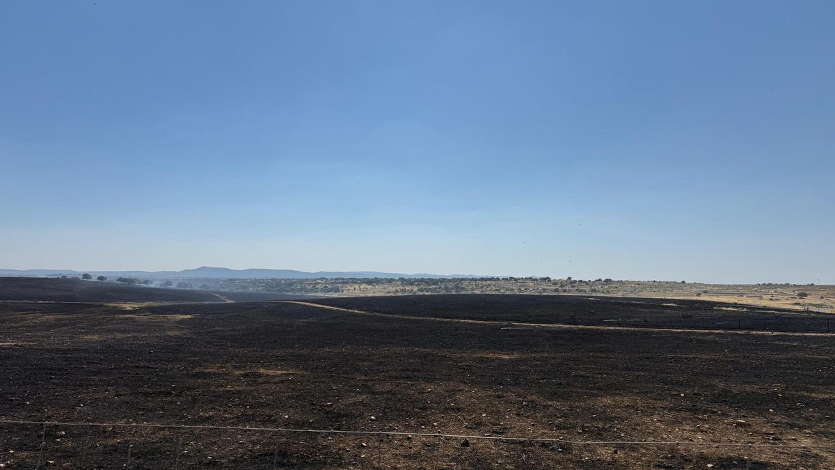 Así ha quedado la zona incendiada junto a la carretera de Badajoz.