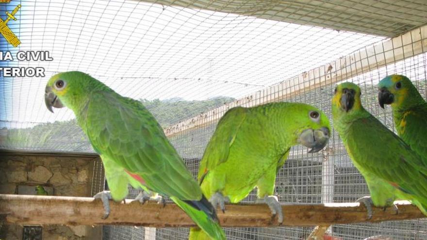 La Guardia Civil incauta 75 aves exóticas en Elche y Hondón de los Frailes