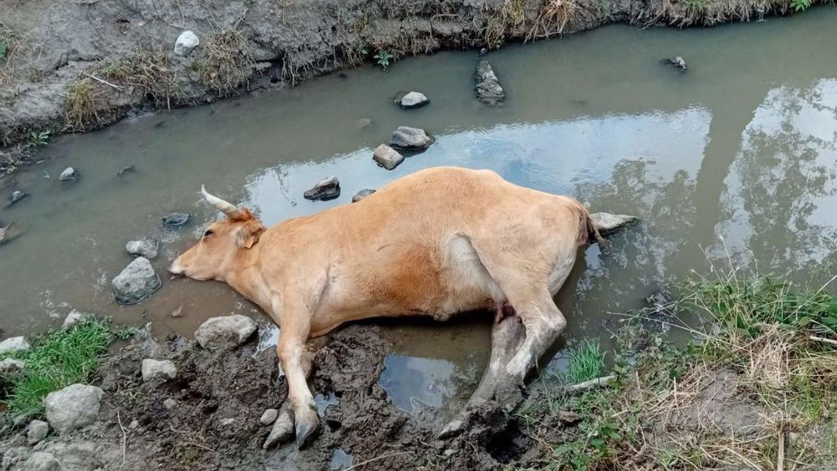 Una vaca muerta ayer una ganadería de Villanueva de Campeán. | M. M.
