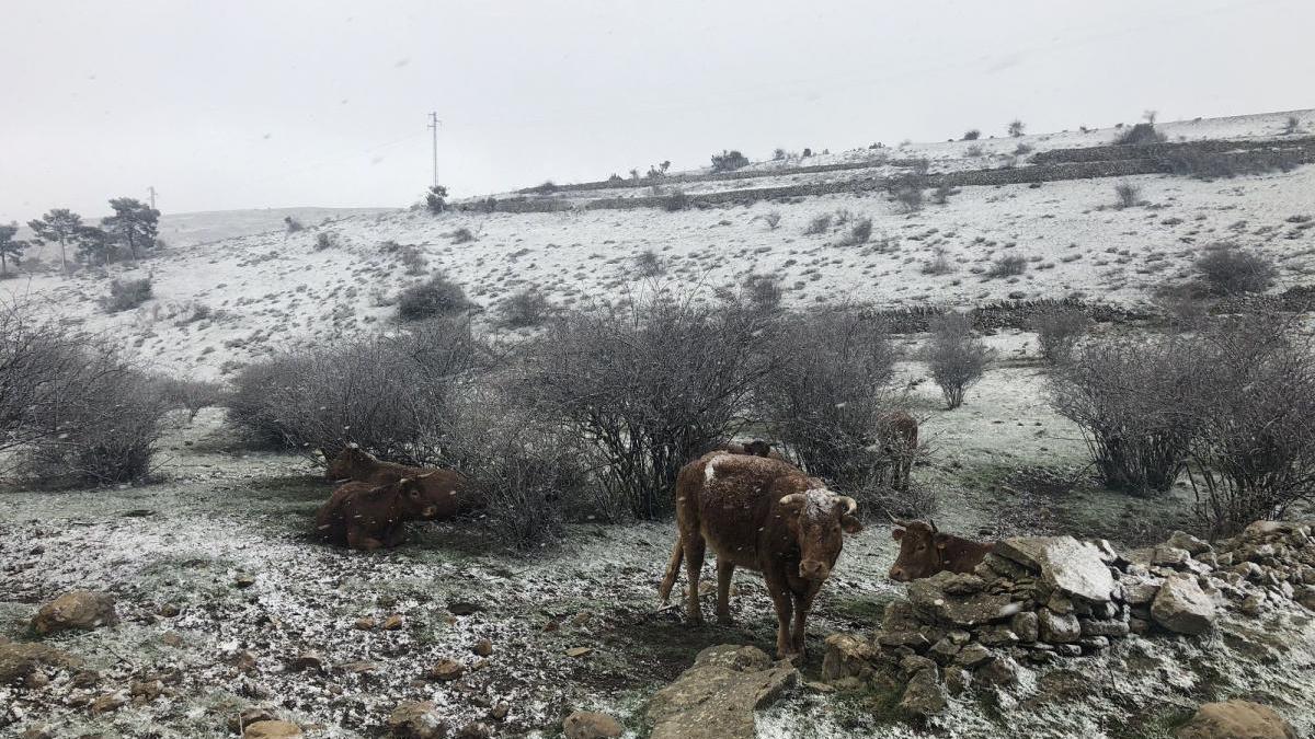 La nieve cae en Els Ports en pleno temporal de viento