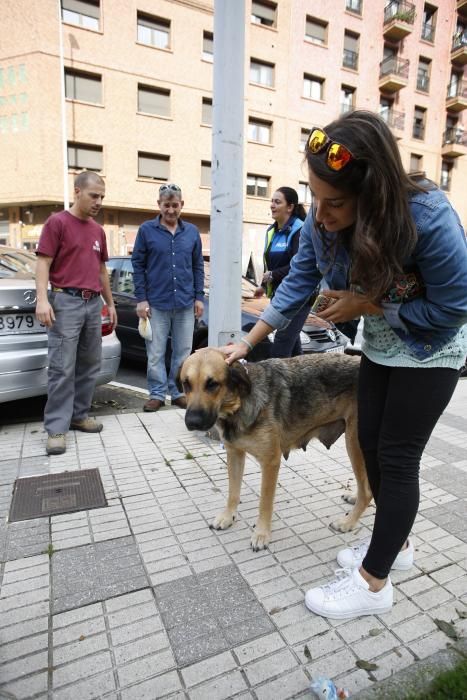 Perro rescatado en Puerta de la Villa