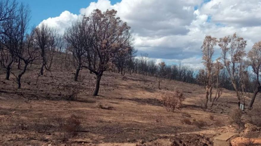 Proyectos de vida calcinados en el Valle del Tera en Zamora