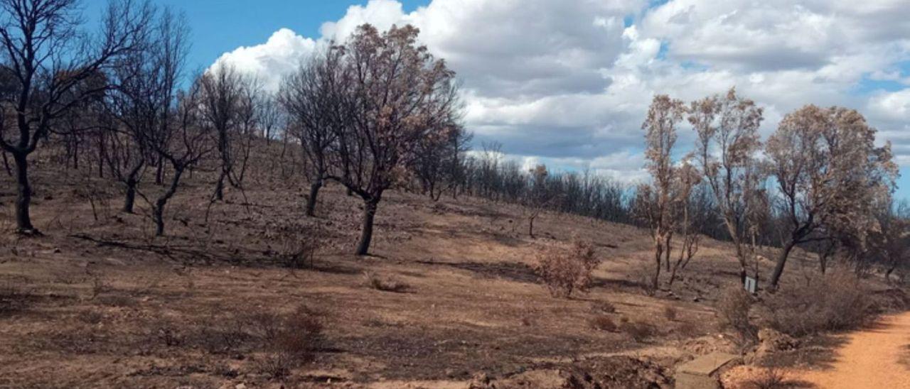 Cómo han quedado los pastos de Melgar tras los fuegos.