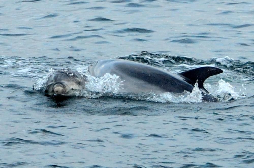 Baile de delfines en la Ría de Arousa