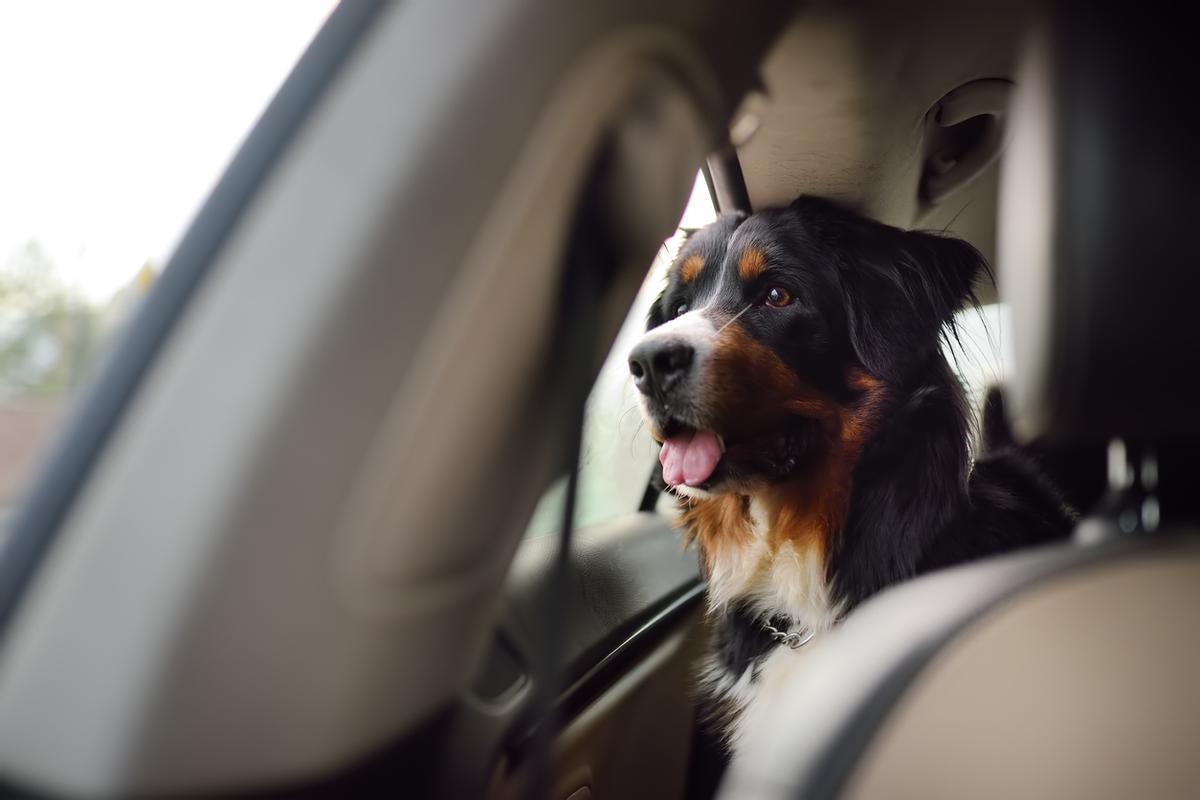 Viajar en coche con tu perro puede ser muy divertido, pero hay que ir con cuidado