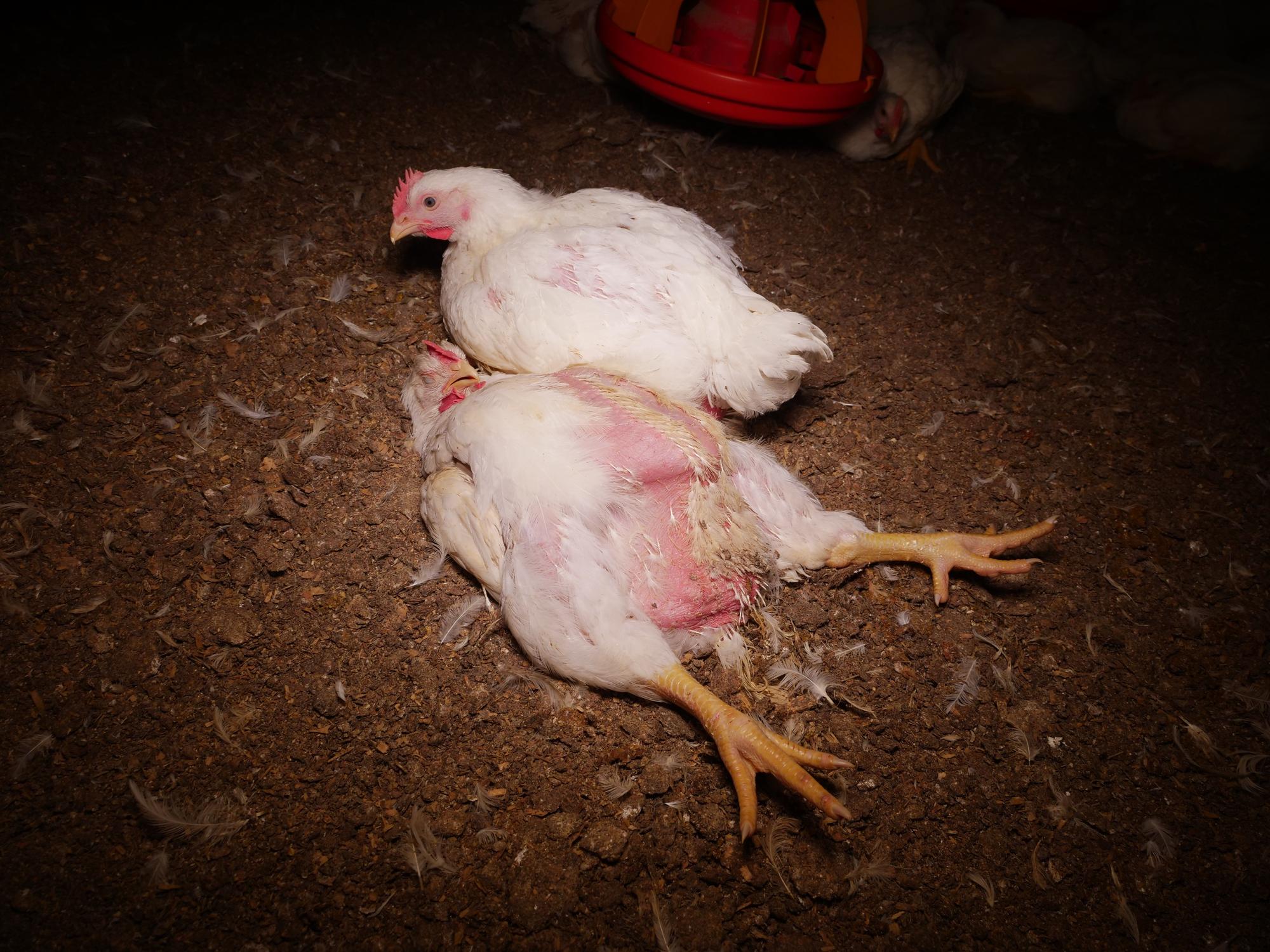 Un pollo se posa junto al cadáver de un animal muerto, en una macrogranja avícola de Austria.