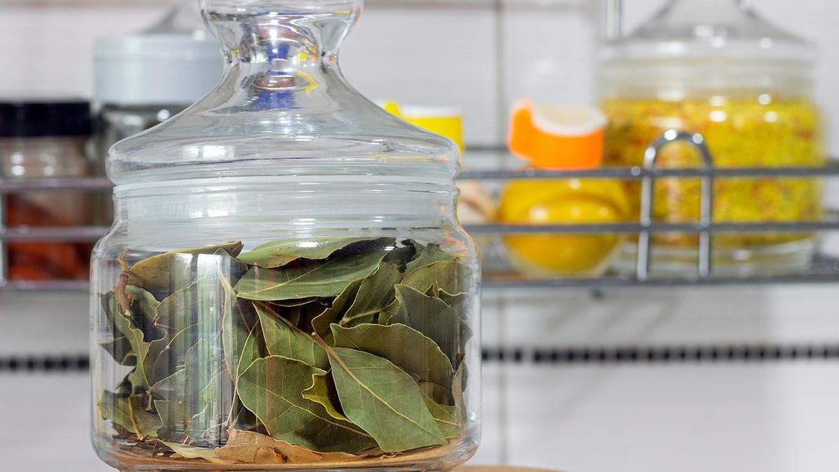 HOJA DE LAUREL EN CUBO DE LA FREGONA  Adiós al jabón: la razón por la que  debes echar hojas de laurel en el cubo de la fregona