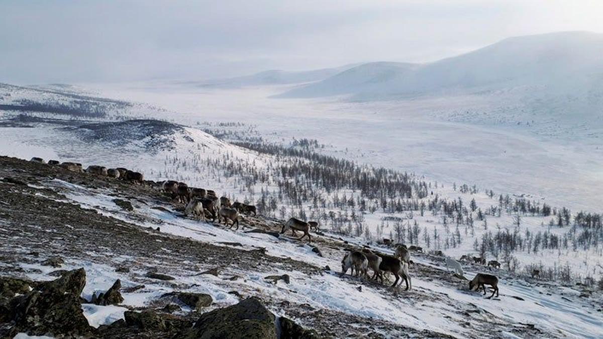 Viaje a la tierra de los nenets: una mirada antropológica