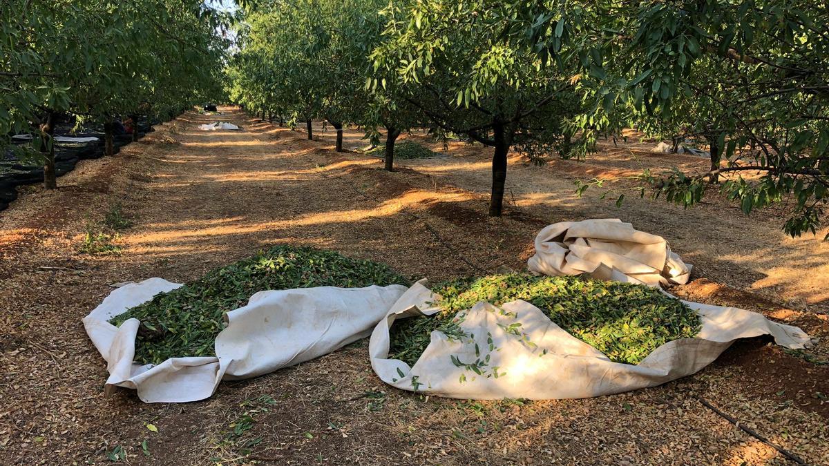 Almendras Bonany ha introducido un nuevo sistema procedente de la península para la recolección de la almendra.