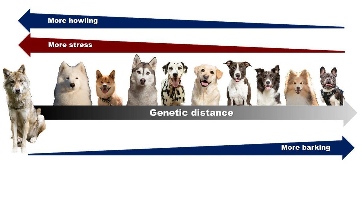 Gráfico que relaciona la distancia genética de algunas tazas con los lobos con la mayor respuesta de aullidos o ladridos.