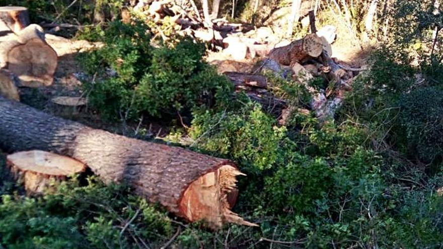 SFM tala los pinos que obstaculizan el corredor ferroviario de Marratxí