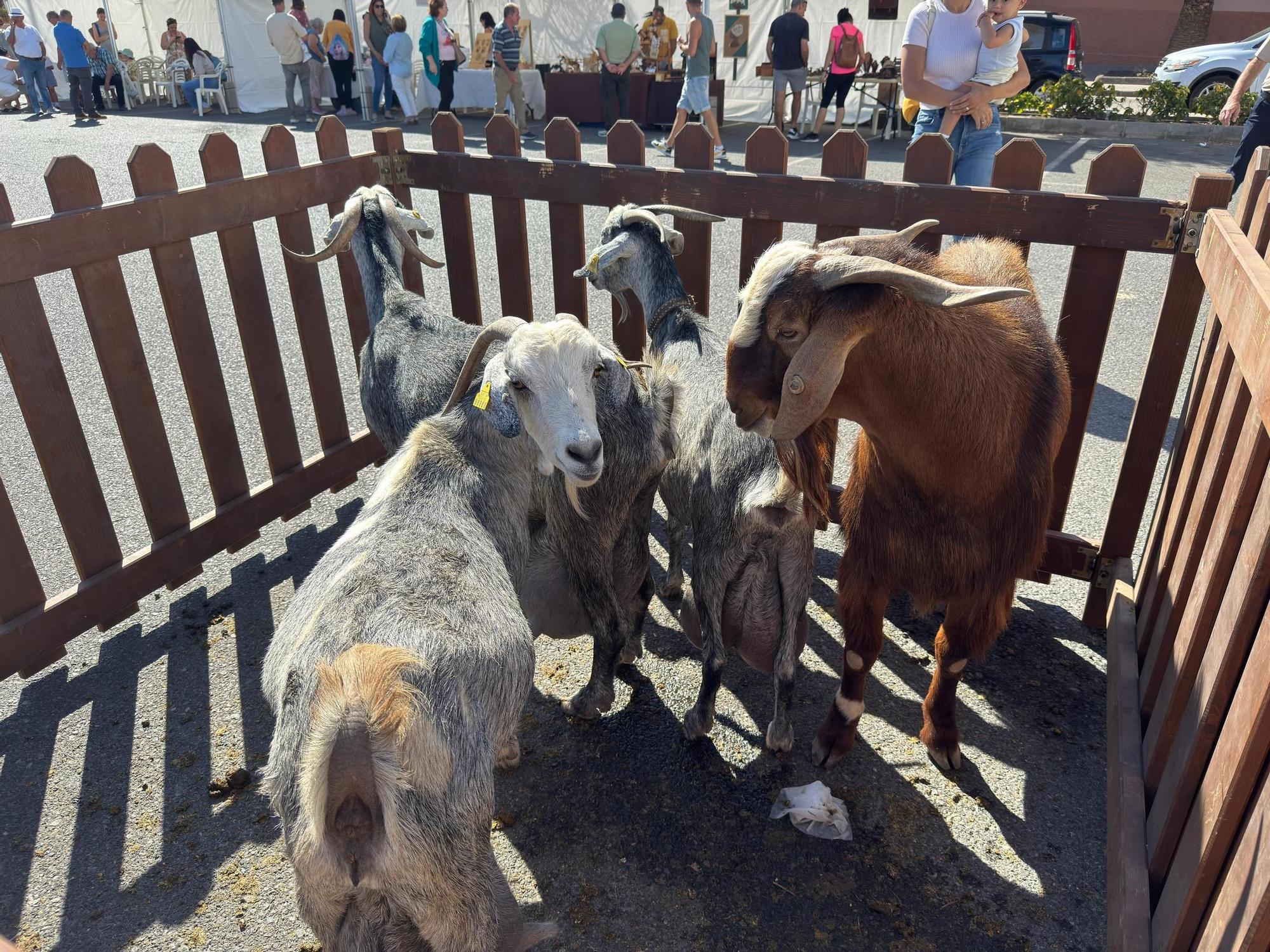Día grande de las fiestas de San Isidro en Sardina
