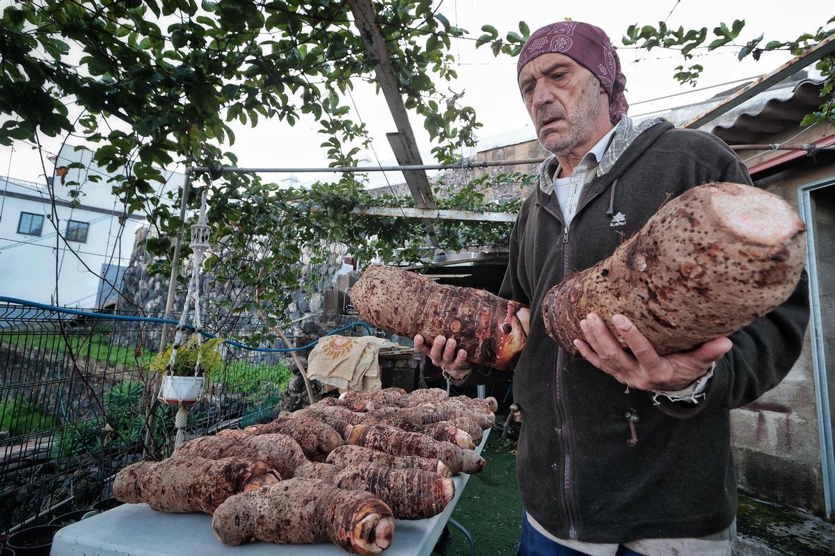 Guisado de ñames en Garachico