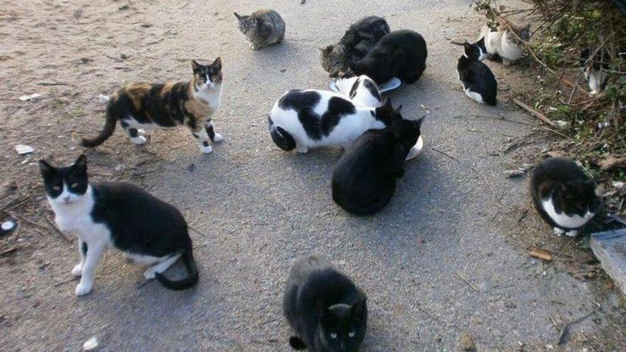Todos los gatos callejeros de Santa Cruz tendrán chips a nombre del Ayuntamiento