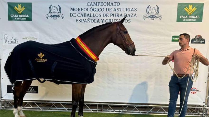 El imponente caballo "Atila" logra el título al mejor cruzado de Asturias