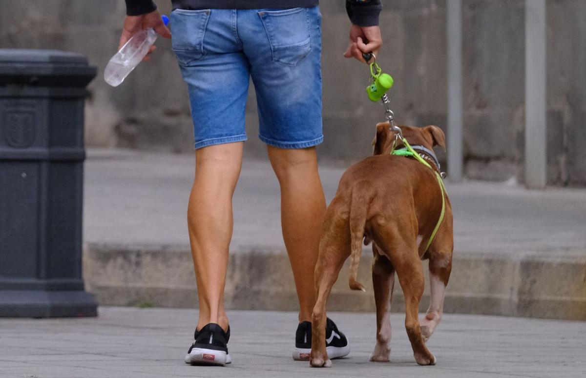 Un chico lleva a su perro a hacer sus necesidades por las calles de la capital, botella de agua en mano. | | JOSÉ CARLOS GUERRA