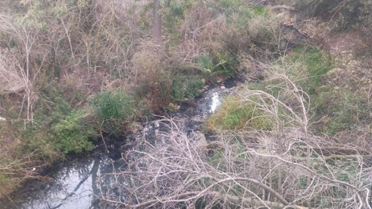 Un árbol invade el cauce de uno de los torrentes que transcurren por Sencelles.