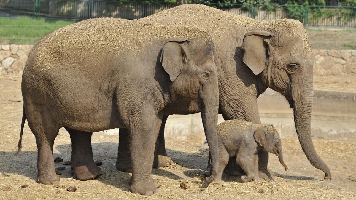 Continúa el misterioso viaje de una manada de elefantes a través de China