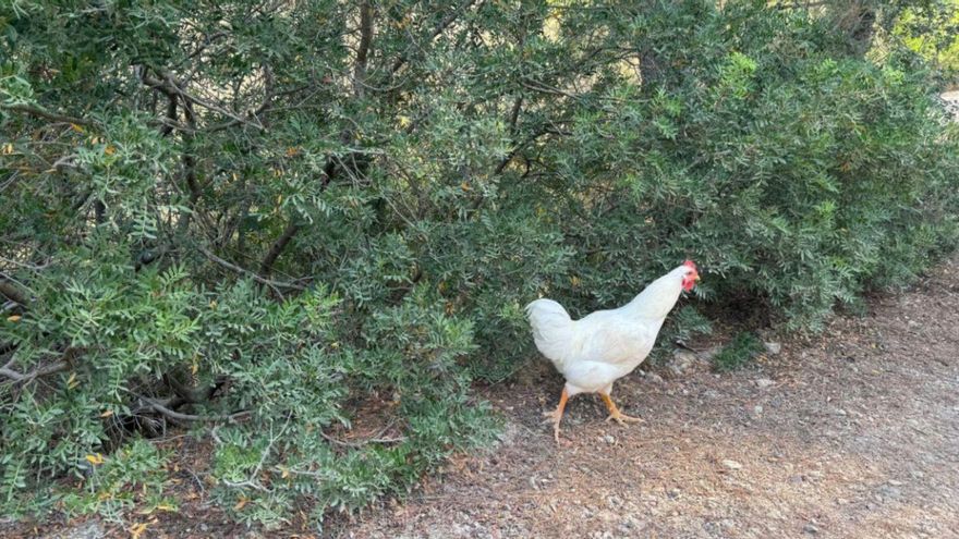 Precaución, gallina suelta