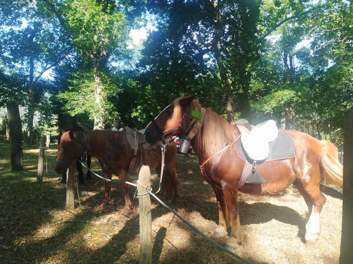 La feria sin vacas de San Pedro de Mallecina, en Salas, en imágenes