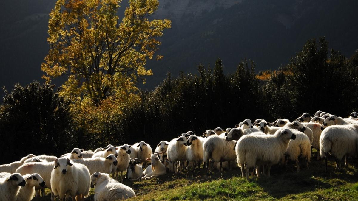 Un rebaño de ovejas descansa sobre el pasto del Pirineo aragonés, en una imagen de archivo.