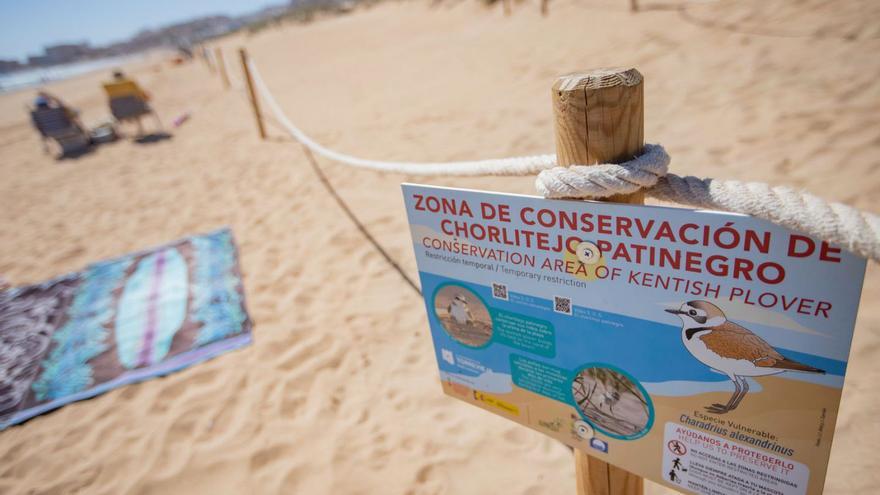 El turismo cerca al chorlitejo patinegro en la playa de La Mata de Torrevieja