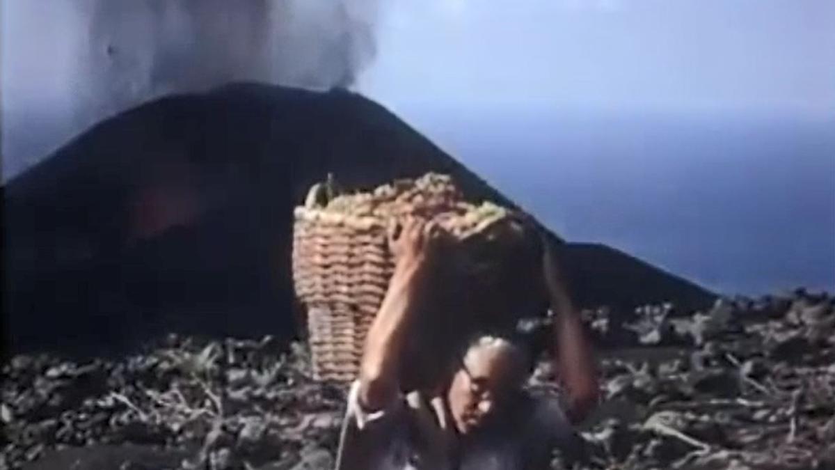 Vendimia durante la erupción del Teneguía en 1971.