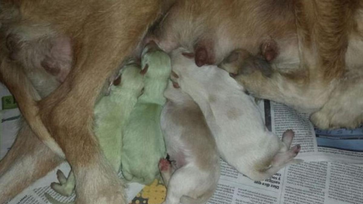 Nacen dos perros verdes en Valladolid