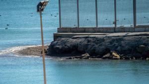 Tres quilòmetres nedant en aigües fredes i enmig d’intensos corrents marins