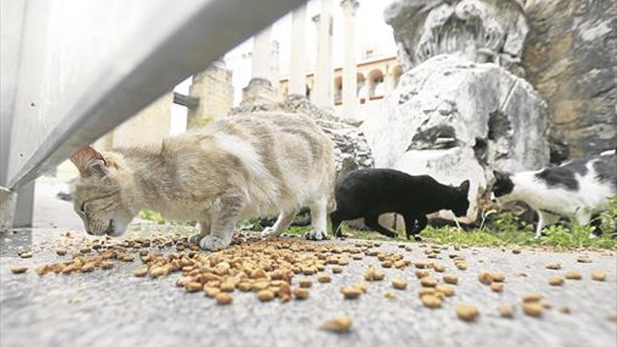 Miau, miau... ¿y los gatos qué?