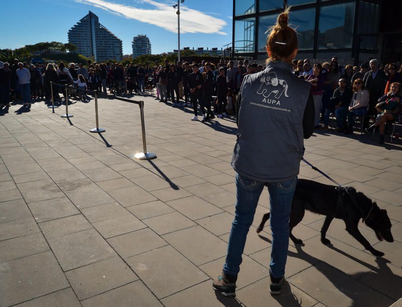 Fundación Bioparc y AUPA celebran el 15º Desfiles de perros abandonados