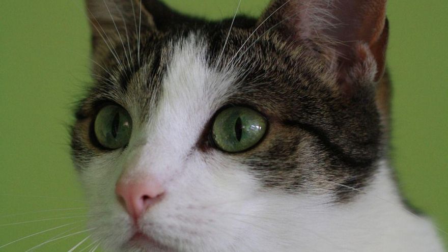 Crean una cámara con ojos de gato capaz de revolucionar la visión nocturna