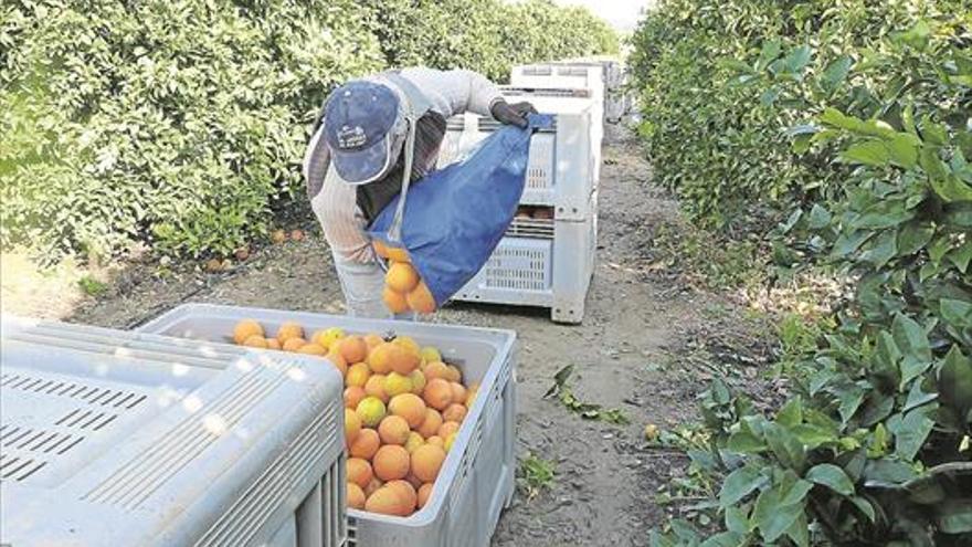 El sector agrario copa el 60% de los contratos que se hicieron en Córdoba