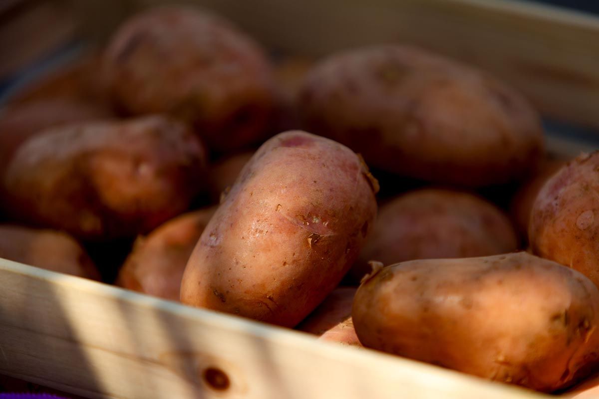 Galería: Los productores de Ibiza recogerán 2,7 millones de kilos de patata en 2025
