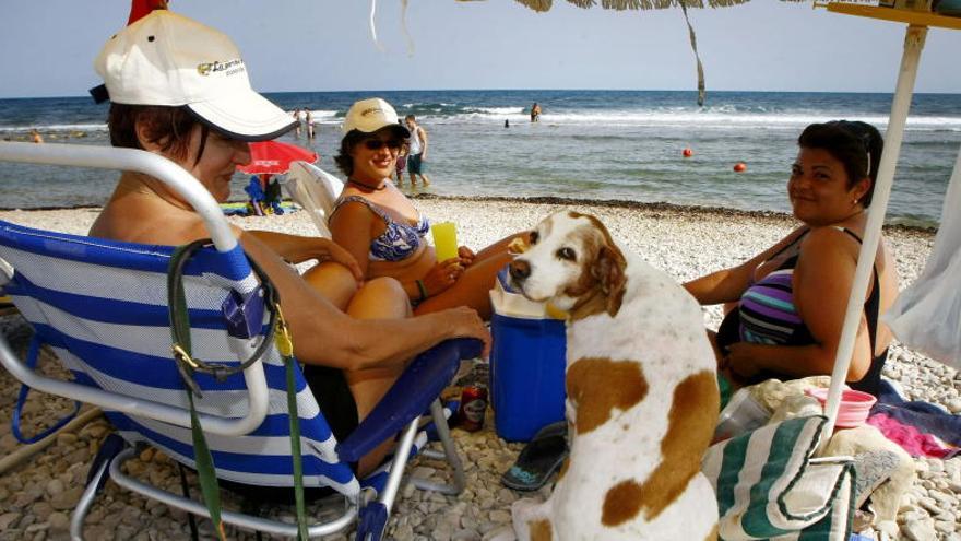 Valencia permite acceder a perros a zonas acotadas de las playas