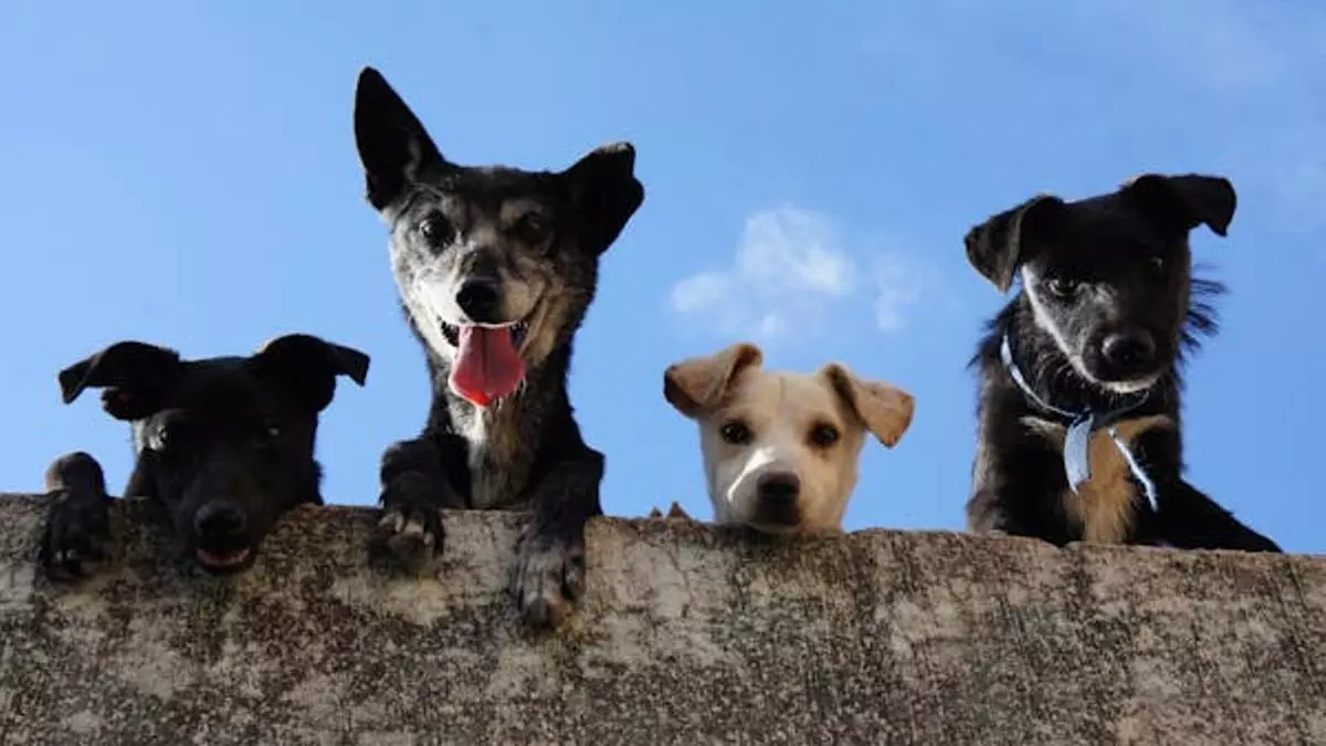 Así es el perro más caro del mundo: 5,3 millones de euros por esta exclusiva raza