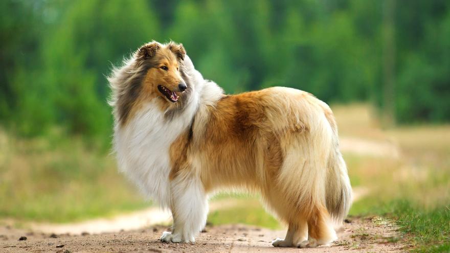 El collie representa &quot;amarillo sombreado&quot;, uno de los cinco patrones de color del pelaje en perros domésticos identificados.