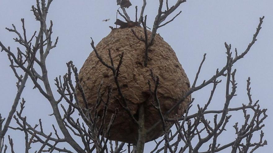Las suaves temperaturas alargan el ciclo de vida de la velutina en O Salnés