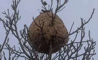 Las suaves temperaturas alargan el ciclo de vida de la velutina en O Salnés