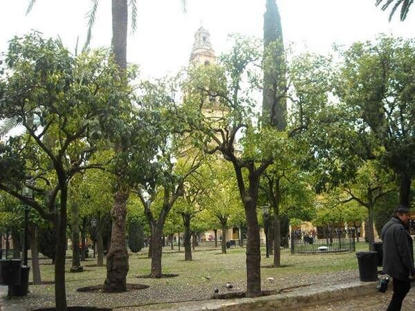 Así ven los lectores la Mezquita premiada